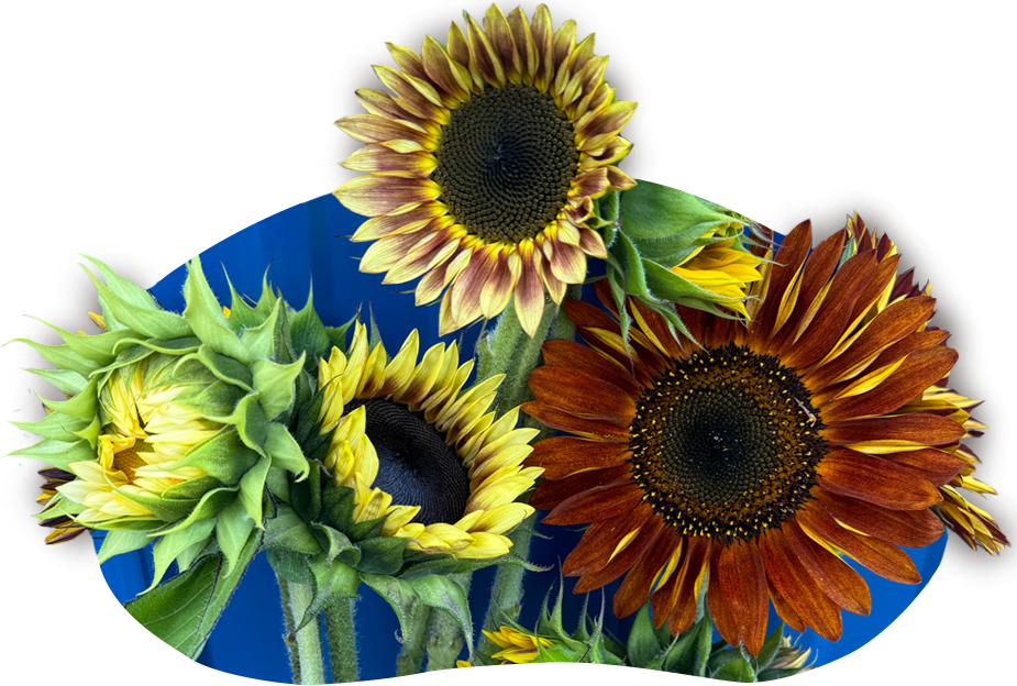 farm-06-bouquet