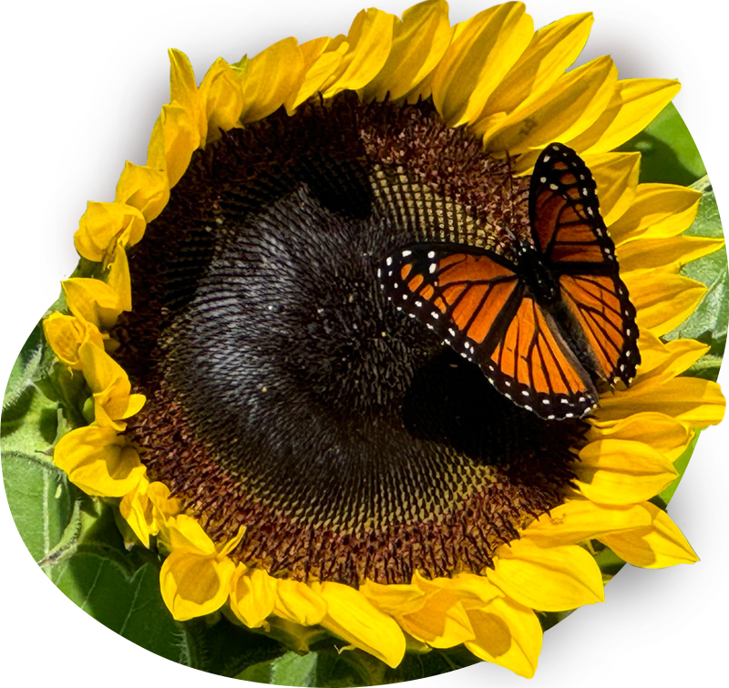 farm-31-(2)-butterfly